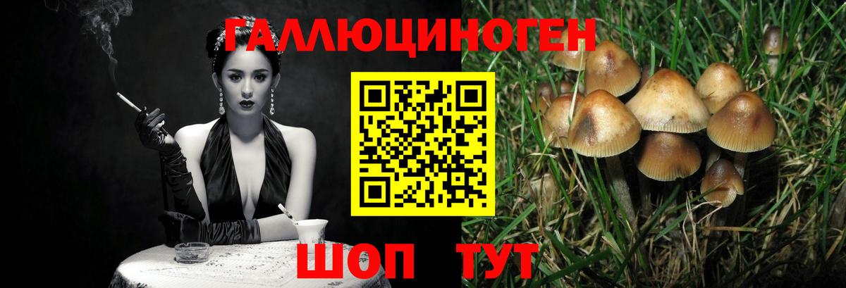 Псилоцибиновые грибы GOLDEN TEACHER  Урус-Мартан 